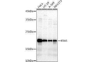 Western blot analysis of extracts of various cell lines, using KRAS antibody (ABIN3021676, ABIN3021677, ABIN3021678, ABIN1513137 and ABIN1514282) at 1:1000 dilution. (K-RAS 抗体)