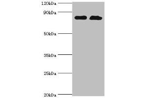 Western blot All lanes: Glutamine--tRNA ligase antibody at 2 μg/mL Lane 1: PC-3 whole cell lysate Lane 2: Hela whole cell lysate Secondary Goat polyclonal to rabbit IgG at 1/10000 dilution Predicted band size: 88, 87 kDa Observed band size: 88 kDa (QARS 抗体  (AA 1-250))