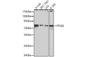 Western blot analysis of extracts of various cell lines using PTCD3 Polyclonal Antibody at dilution of 1:1000. (PTCD3 抗体)