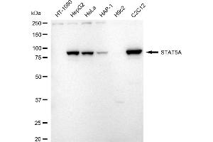 Western blotting analysis using STAT5A antibody (ABIN7800347). (Recombinant STAT5A 抗体)
