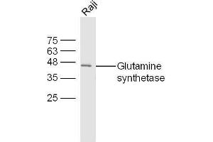 Raji cell lysates probed with Rabbit Anti-Glutamine synthetase Polyclonal Antibody, Unconjugated  at 1:500 for 90 min at 37˚C. (GLN1 抗体  (AA 285-373))
