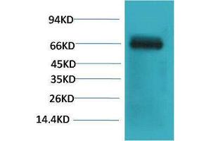 Western Blotting (WB) image for anti-Bovine Serum Albumin (BSA) antibody (ABIN3181583) (BSA 抗体)