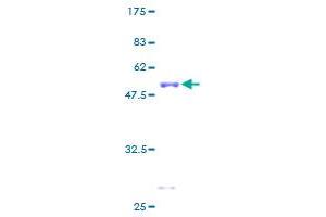 GRB2 Protein (AA 1-217) (GST tag)