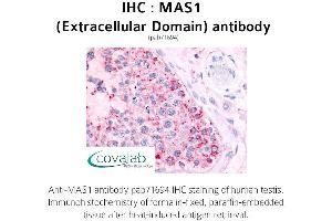 Image no. 1 for anti-MAS1 Oncogene (MAS1) (2nd Extracellular Domain) antibody (ABIN1736772)