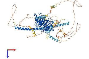 Striatin Protein (STRN) (AA 1-780) (His tag)