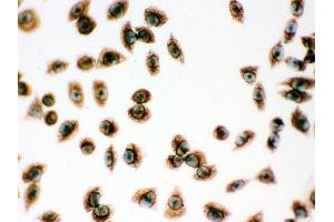 Anti- Peroxiredoxin 1 Picoband antibody, ICC ICC: SMMC-7721 Cell (Peroxiredoxin 1 抗体  (Middle Region))