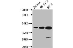 Western blot All lanes: NSUN4 antibody at 0. (NSUN4 抗体  (AA 26-284))
