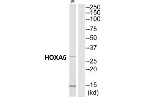 Western Blotting (WB) image for anti-Homeobox A5 (HOXA5) (N-Term) antibody (ABIN1851448) (HOXA5 抗体  (N-Term))