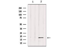 Western blot analysis of extracts from Hela, using UBD Antibody. (UBD 抗体  (Internal Region))