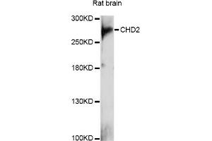 Western blot analysis of extracts of rat brain, using CHD2 antibody (ABIN6290190) at 1:1000 dilution. (CHD2 抗体)