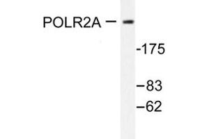 Image no. 1 for anti-RNA Polymerase II Subunit RPB1 (POLR2A) antibody (ABIN271906) (POLR2A/RPB1 抗体)