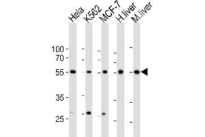 Western blot analysis of lysates from Hela, K562, MCF-7 cell line, human liver, mouse liver tissue lysate(from left to right), using BR1A Antibody (A13) f. (BMPR1A 抗体  (N-Term))