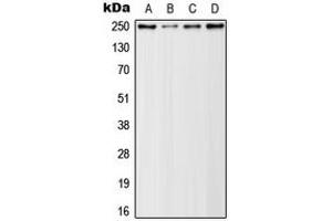 Western blot analysis of Rpb1 CTD (pSer5) expression in HeLa (A), A431 (B), NIH3T3 (C), PC12 (D) whole cell lysates. (Rpb1 CTD 抗体  (C-Term, pSer5))