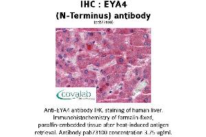 Image no. 1 for anti-Eyes Absent Homolog 4 (EYA4) (N-Term) antibody (ABIN1734196) (EYA4 抗体  (N-Term))