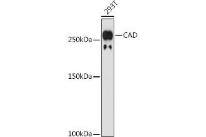 Western blot analysis of extracts of 293T cells, using CAD antibody (ABIN7266064) at 1:1000 dilution. (CAD 抗体)