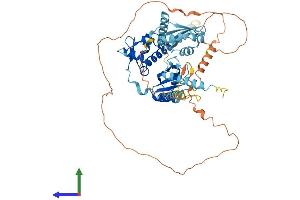 AlphaFold protein structure predicition of Mouse Recombinant Larp7 Protein, UniprotID Q05CL8 (LARP7 Protein (AA 1-570) (His tag))