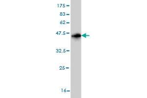 Western Blotting (WB) image for anti-Tax1 (Human T-Cell Leukemia Virus Type I) Binding Protein 1 (TAX1BP1) (AA 690-789) antibody (ABIN563868)