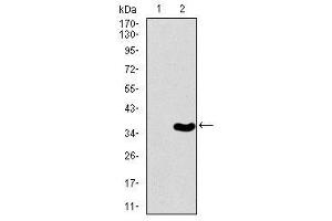 Image no. 5 for anti-T Brachyury Protein (AA 257-309) antibody (ABIN1491288)