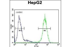IC Antibody (Center) (ABIN655000 and ABIN2844634) flow cytometric analysis of HepG2 cells (right histogram) compared to a negative control cell (left histogram). (ICAM2 抗体  (AA 191-218))