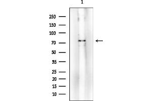 Western blot analysis of lysates from 3T3-L1 cells(heat-shock treatment), using Phospho-Lamin A/C (Ser392) Mouse Monoclonal Antibody at 1/1000 dilution.