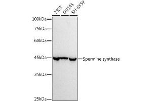 Western blot analysis of extracts of various cell lines, using (ABIN7270529) at 1:1000 dilution. (SMS 抗体)