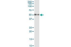 Immunoprecipitation of SH2D2A transfected lysate using anti-SH2D2A MaxPab rabbit polyclonal antibody and Protein A Magnetic Bead , and immunoblotted with SH2D2A purified MaxPab mouse polyclonal antibody (B01P) . (SH2D2A 抗体  (AA 1-389))
