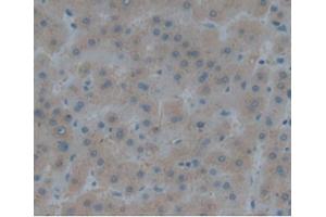 IHC-P analysis of Human Liver, with DAB staining. (Renin 抗体  (AA 67-179))