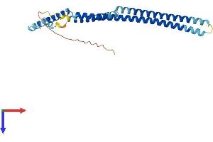 CENPH Protein (AA 1-247) (His tag)