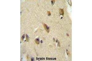 APOL6 Antibody (Center) immunohistochemistry analysis in formalin fixed and paraffin embedded human brain tissue followed by peroxidase conjugation of the secondary antibody and DAB staining. (APOL6 抗体  (Middle Region))