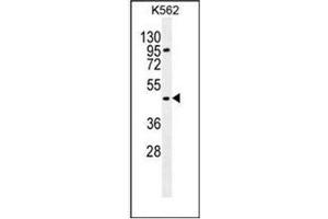 Western blot analysis of Carboxypeptidase A3 Antibody  in K562 cell line lysates (35ug/lane). (CPA3 抗体  (Middle Region))