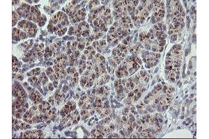 Image no. 1 for anti-RAB30, Member RAS Oncogene Family (RAB30) antibody (ABIN1500557) (RAB30 抗体)