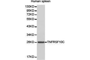 Western Blotting (WB) image for anti-Tumor Necrosis Factor Receptor Superfamily, Member 10c (TNFRSF10C) antibody (ABIN1875127) (DcR1 抗体)