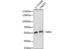 Western blot analysis of extracts of various cell lines, using SIM2 antibody (ABIN7270320) at 1:1000 dilution. (SIM2 抗体  (AA 342-525))