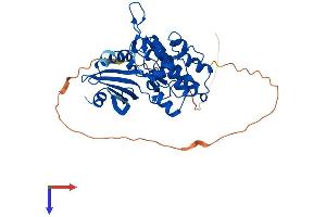 TSSK1B Protein (AA 1-365) (His tag)