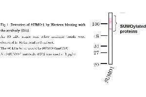 Western Blotting (WB) image for anti-Small Ubiquitin Related Modifier Protein 1 (SUMO1) (full length) antibody (ABIN2452138) (SUMO1 抗体  (full length))