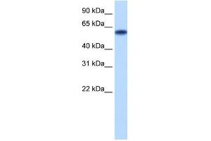 WB Suggested Anti-ZNF394 Antibody Titration: 0. (ZNF394 抗体  (N-Term))