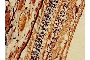 Immunohistochemistry of paraffin-embedded human eye tissue using ABIN7168908 at dilution of 1:100 (PRSS56 抗体  (AA 36-116))