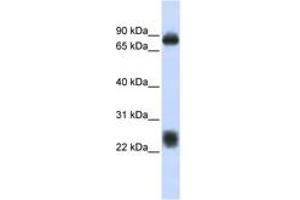 Image no. 1 for anti-Tetraspanin 8 (TSPAN8) (AA 108-157) antibody (ABIN6743422) (Tspan-8 抗体  (AA 108-157))