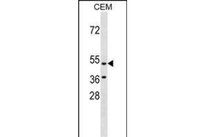 GPR109B Antibody (N-term) (ABIN1539572 and ABIN2838266) western blot analysis in CEM cell line lysates (35 μg/lane). (GPR109B 抗体  (N-Term))