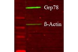 Glia GD lysate Western Blotting 1 in 1000 copy. (GRP78 抗体  (N-Term))