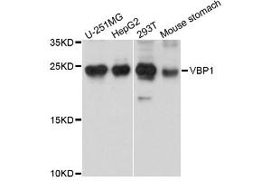 Western blot analysis of extracts of various cells, using VBP1 antibody. (VBP1 抗体)