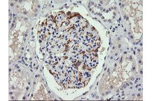 Image no. 2 for anti-Chromosome 4 Open Reading Frame 22 (C4orf22) antibody (ABIN1497057) (C4orf22 抗体)