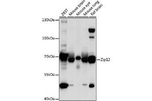 Western blot analysis of extracts of various cell lines, using Zip12 antibody (ABIN7270457) at 1:1000 dilution.