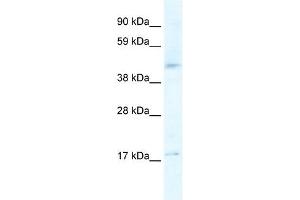 HTR1F antibody (20R-1347) used at 0. (HTR1F 抗体  (N-Term))