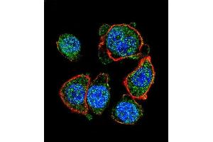 Confocal immunofluorescent analysis of MITF Antibody (N-term) (ABIN655506 and ABIN2845022) with hela cell followed by Alexa Fluor 488-conjugated goat anti-rabbit lgG (green). (MITF 抗体  (N-Term))