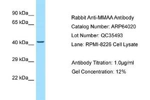 Western Blotting (WB) image for anti-Methylmalonic Aciduria (Cobalamin Deficiency) Type A (MMAA) (N-Term) antibody (ABIN2789699) (MMAA 抗体  (N-Term))
