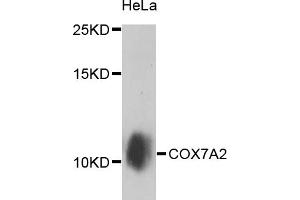 Western blot analysis of extracts of HeLa cells, using COX7A2 antibody (ABIN5974585) at 1/1000 dilution. (COX7A2 抗体)