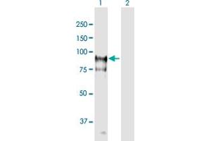 Western Blot analysis of HGS expression in transfected 293T cell line ( H00009146-T01 ) by HGS MaxPab polyclonal antibody. (HGS 抗体  (AA 1-777))