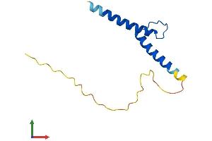 AlphaFold protein structure predicition of Mouse Recombinant Tal2 Protein, UniprotID Q62282