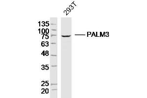 293T lysates probed with PALM3 Polyclonal Antibody, Unconjugated  at 1:300 dilution and 4˚C overnight incubation.